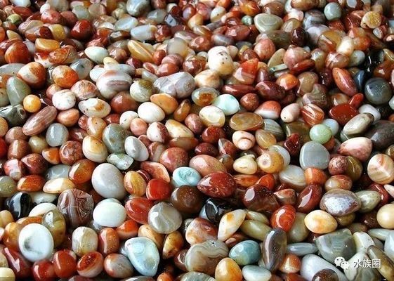 攀枝花觀賞魚店（攀枝花觀賞魚店地址）（攀枝花觀賞魚店）