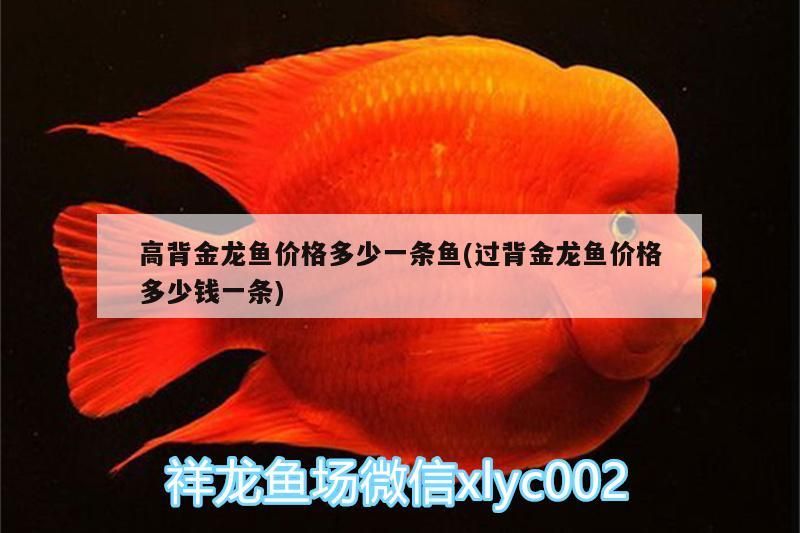 高背金龍魚價(jià)格多少一條魚(過背金龍魚價(jià)格多少錢一條)（高背金龍魚價(jià)格多少一條魚）