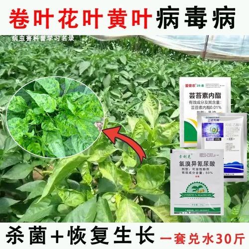 毒椒系列的價格范圍