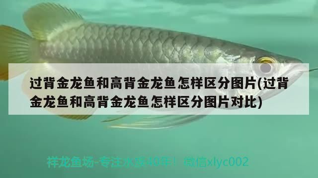 過背金龍魚和高背金龍魚怎樣區(qū)分圖片(過背金龍魚和高背金龍魚怎樣區(qū)分圖片對比)（過背金龍魚和高背金龍魚區(qū)別）