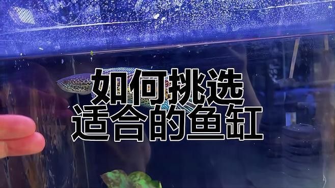 黃金眼鏡蛇雷龍魚需要多大的魚缸（眼鏡蛇雷龍魚缸怎么選）