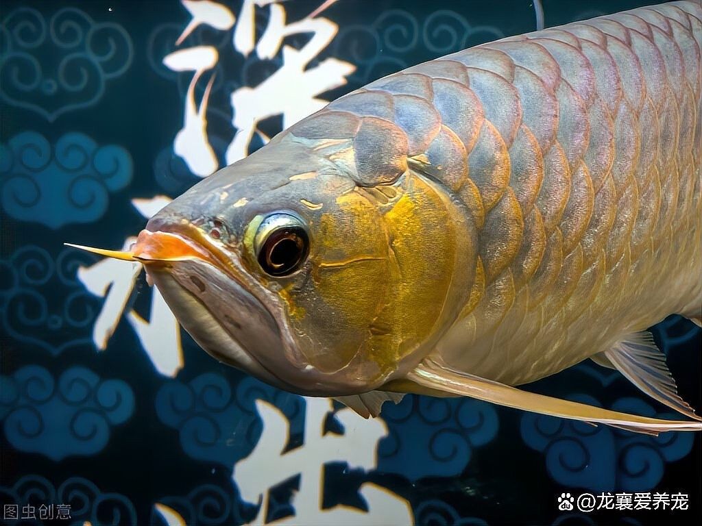 黃金眼鏡蛇雷龍魚需要多大的魚缸（眼鏡蛇雷龍魚缸怎么選）
