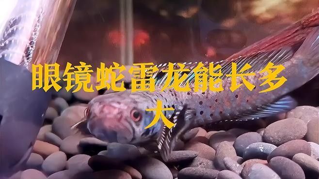 黃金眼鏡蛇雷龍魚需要多大的魚缸（眼鏡蛇雷龍魚缸怎么選）