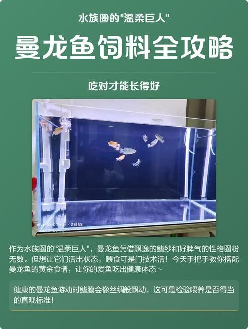 曼龍魚可以喂哪些活餌？