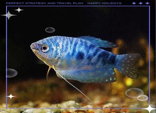 曼龍魚可以喂哪些活餌？