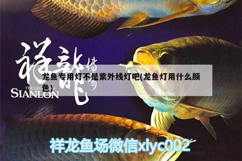 龍魚專用燈不是紫外線燈吧(龍魚燈用什么顏色)（祥龍魚專用燈不是紫外線燈吧）