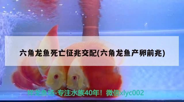六角龍魚死亡征兆交配(六角龍魚產卵前兆)