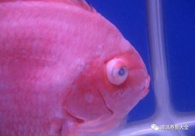 觀賞魚凸眼病（凸眼病是觀賞魚常見(jiàn)的疾病之一，可能由水質(zhì)不良引起）