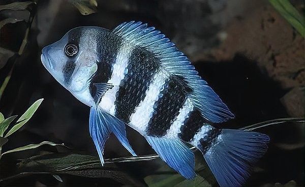 斑馬狗頭魚和布隆迪魚混養需要哪些條件？（斑馬狗頭魚和布隆迪魚混養需要滿足以下條件）