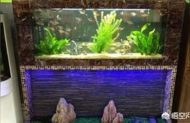 合肥觀賞魚（合肥有沒有賣觀賞魚的地方？）