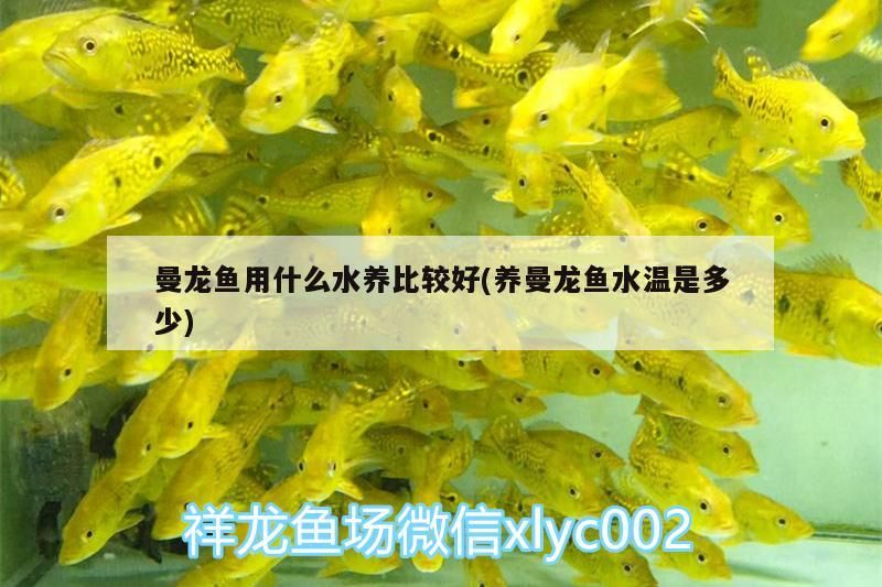 曼龍魚用什么水養比較好(養曼龍魚水溫是多少)（曼龍魚用什么水養比較好）