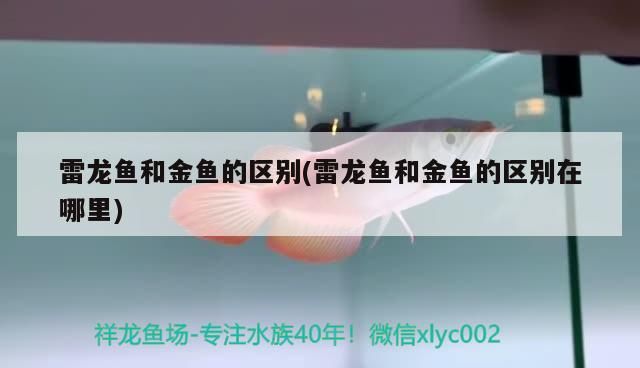 雷龍魚和金魚的區(qū)別(雷龍魚和金魚的區(qū)別在哪里)（雷龍魚和金魚和金魚的區(qū)別在哪里）