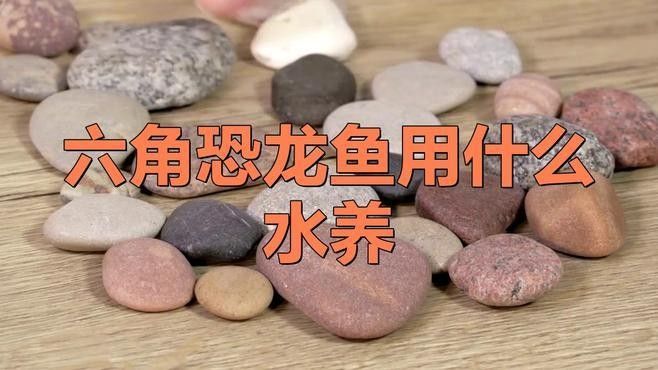 六角龍魚的最佳水質參數