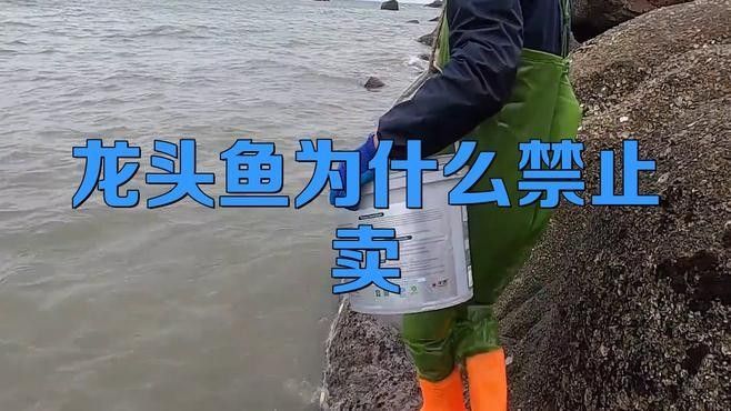 如何合法購買和出售龍魚？