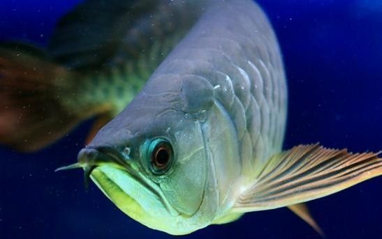 如何預防金龍魚張嘴呼吸？
