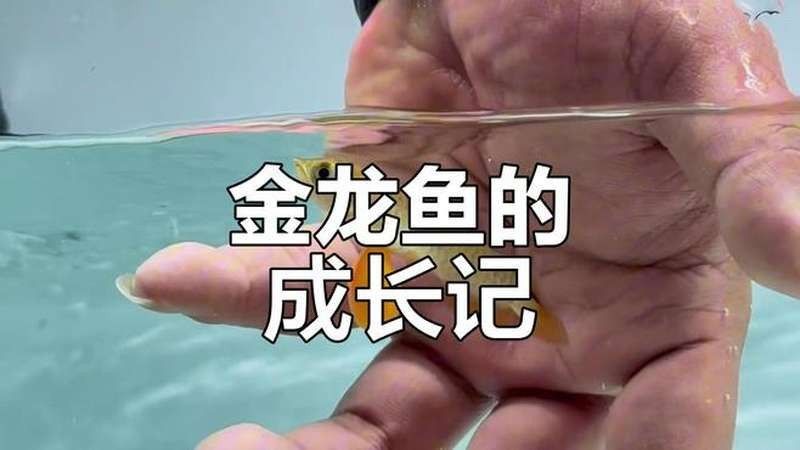 如何找到高質(zhì)量的小金龍魚視頻