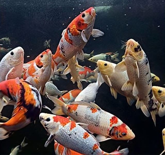 匯龍魚缸有哪些常見問題