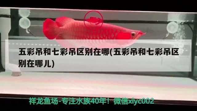五彩吊和七彩吊區別在哪(五彩吊和七彩吊區別在哪兒)