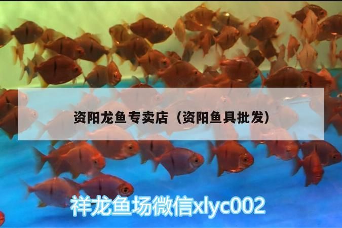 資陽(yáng)龍魚專賣店（資陽(yáng)魚具批發(fā)）