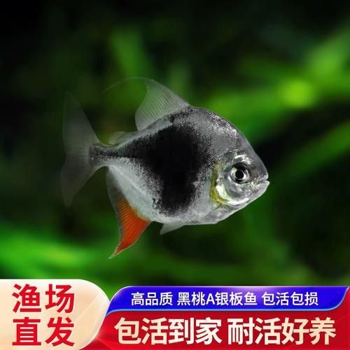 粗線銀板魚有哪些品種