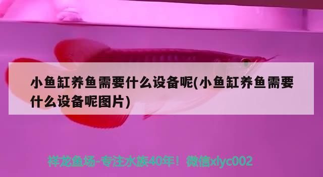 小魚缸養魚需要什么設備呢(小魚缸養魚需要什么設備呢圖片)