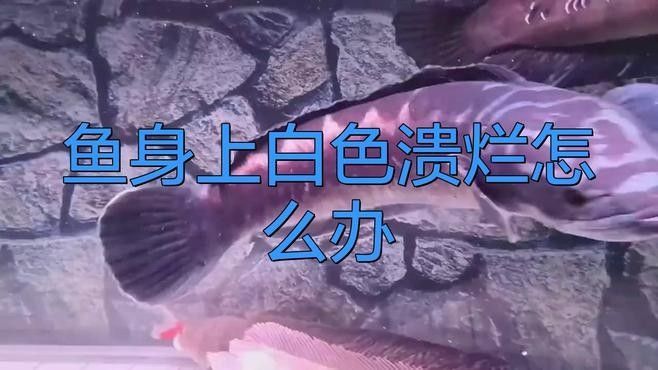 病魚隔離后如何處理？（觀賞魚隔離后下藥的基本原則）