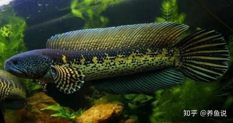 哪種雷龍魚適合新手飼養？ 哪種雷龍魚適合新手飼養？ 龍魚百科 第13張