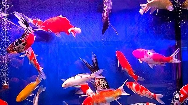 如何判斷龍魚尾鰭充血是否好轉