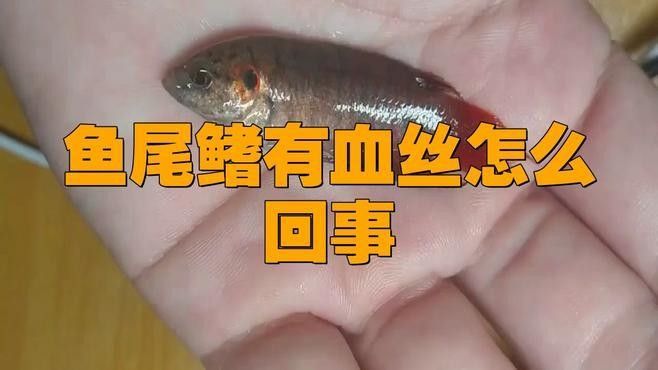 如何判斷龍魚尾鰭充血是否好轉