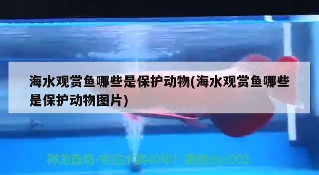 海水觀賞魚哪些是保護(hù)動(dòng)物(海水觀賞魚哪些是保護(hù)動(dòng)物圖片)