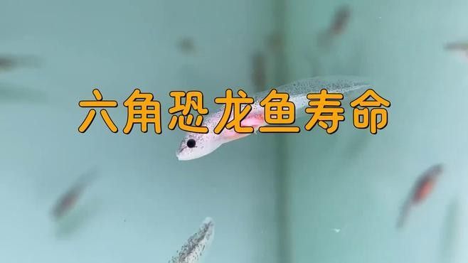 恐龍魚多久不吃會(huì)餓死？（恐龍魚的耐饑餓能力）