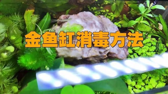 如何消毒魚缸以避免疾病傳播（關(guān)山聽風(fēng),魚缸消毒最簡單的方法全攻略）