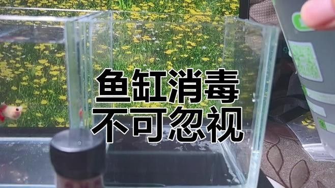 如何消毒魚缸以避免疾病傳播（關(guān)山聽風(fēng),魚缸消毒最簡單的方法全攻略）