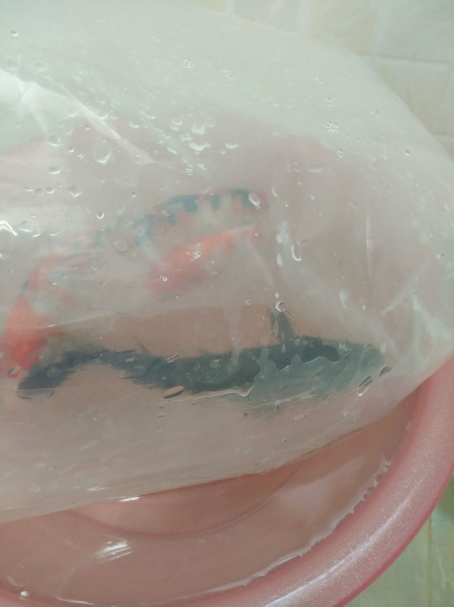 魚缸用增氧泵價格是多少:魚缸增氧機-xtrac增氧機-xtrac增氧機 翻缸后重新進魚的過程獻丑了(不抽煙少喝酒說激動人心的高錳酸鉀) 觀賞魚百科 翻缸后重新進魚的過程獻丑了(不抽煙少喝酒說激動人心的高錳酸鉀) 翻缸后重新進魚的過程獻丑了(不抽煙少喝酒說激動人心的高錳酸鉀) 觀賞魚百科
