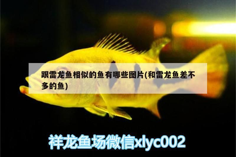 跟雷龍魚相似的魚有哪些圖片(和雷龍魚差不多的魚)
