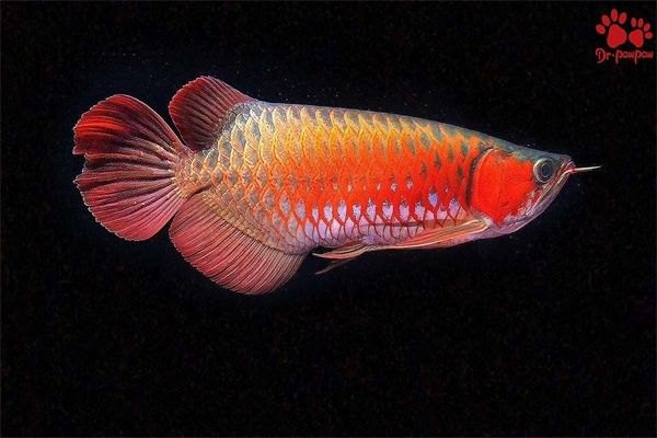 如何判斷龍魚眼睛問題是否嚴重