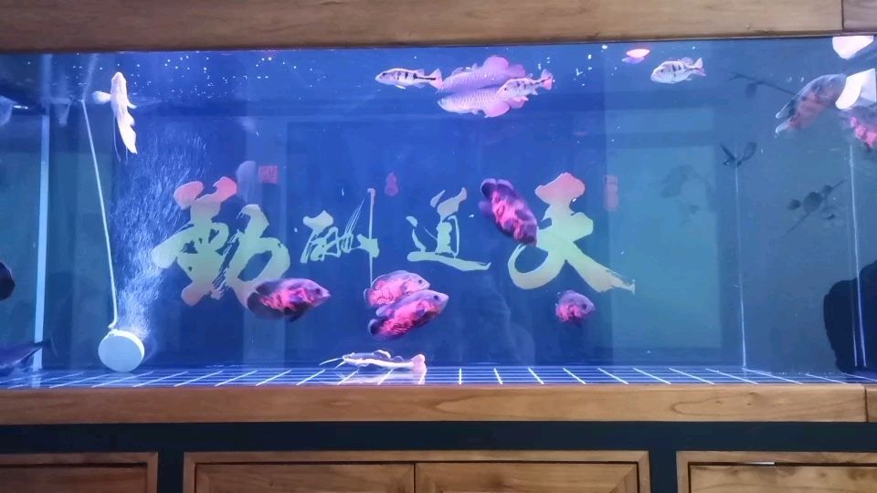 龍魚蒙眼！頭疼！大神求救?。堲~在養(yǎng)殖過程中出現(xiàn)的“蒙眼”現(xiàn)象，大神求救，）