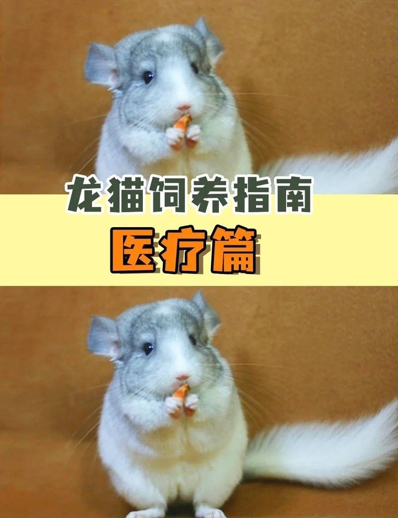 如何判斷龍貓是否健康？（如何判斷龍貓是否健康）