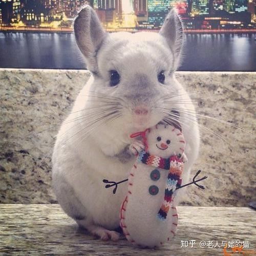 如何判斷龍貓是否健康？（如何判斷龍貓是否健康）