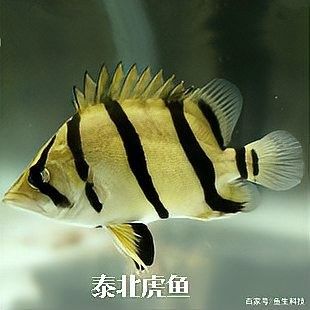 如何設(shè)置龍魚和虎魚的水溫（如何為龍魚和虎魚設(shè)定適宜水溫）