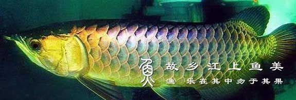 金頭龍魚和過背龍的飼養難度如何（頭龍魚和過背龍哪個更值錢金頭龍魚和過背龍的價格差異大嗎）