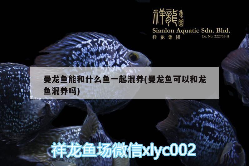 曼龍魚能和什么魚一起混養(曼龍魚可以和龍魚混養嗎) 曼龍魚能和什么魚一起混養(曼龍魚可以和龍魚混養嗎) 觀賞魚百科