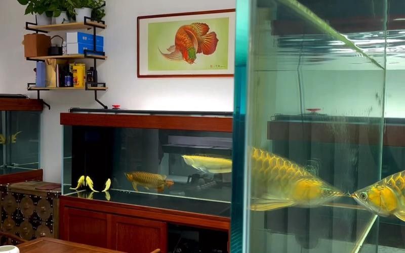 北京哪里可以買到高端龍魚（北京寵物市場：北京動物園內設有水族館）