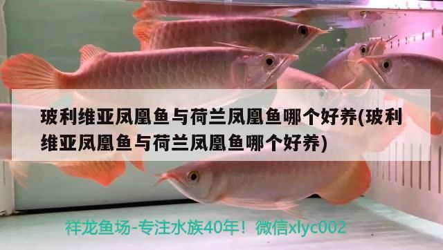 玻利維亞鳳凰魚與荷蘭鳳凰魚哪個好養(玻利維亞鳳凰魚與荷蘭鳳凰魚哪個好養)（十大最難養的小型觀賞魚）