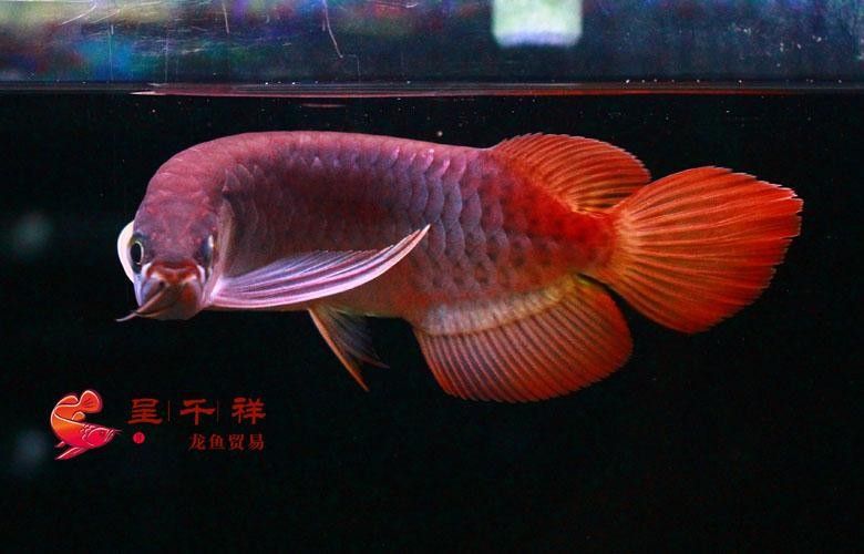 呈千祥龍魚漁場(chǎng)價(jià)格如何？（呈千祥龍魚價(jià)格如何）