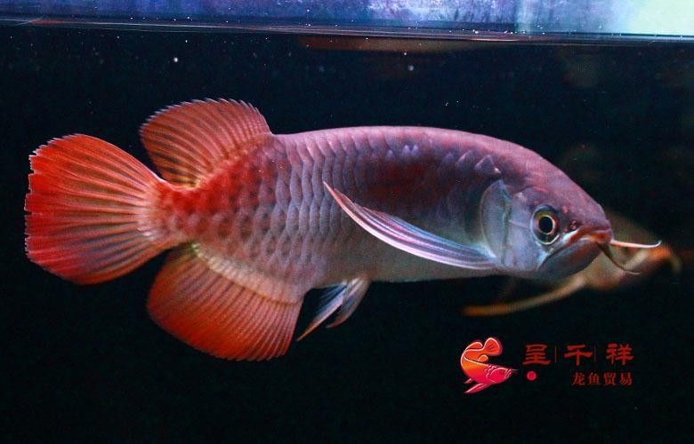 呈千祥龍魚漁場(chǎng)價(jià)格如何？（呈千祥龍魚價(jià)格如何）