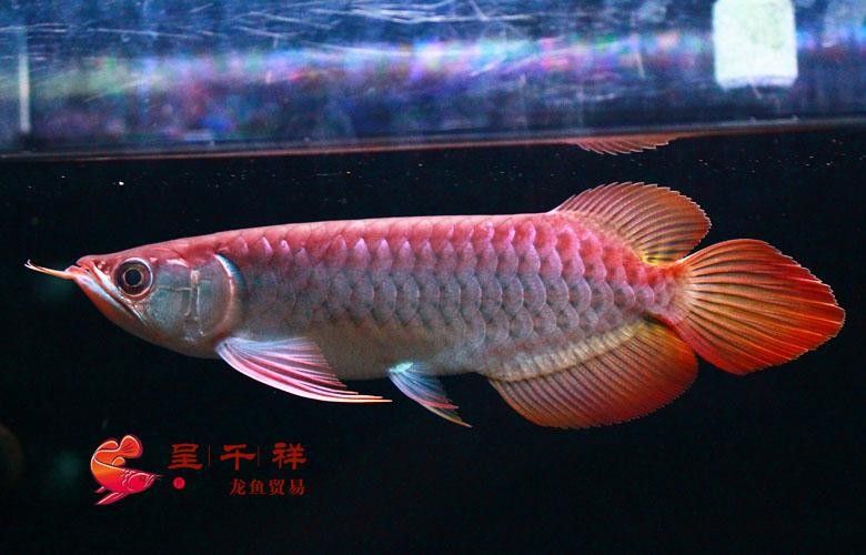 呈千祥龍魚漁場(chǎng)價(jià)格如何？（呈千祥龍魚價(jià)格如何）
