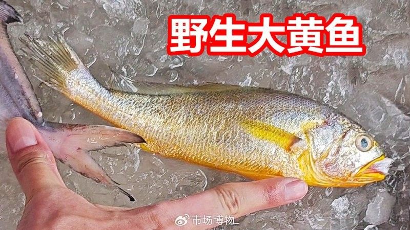 呈千祥龍魚漁場(chǎng)價(jià)格如何？（呈千祥龍魚價(jià)格如何）