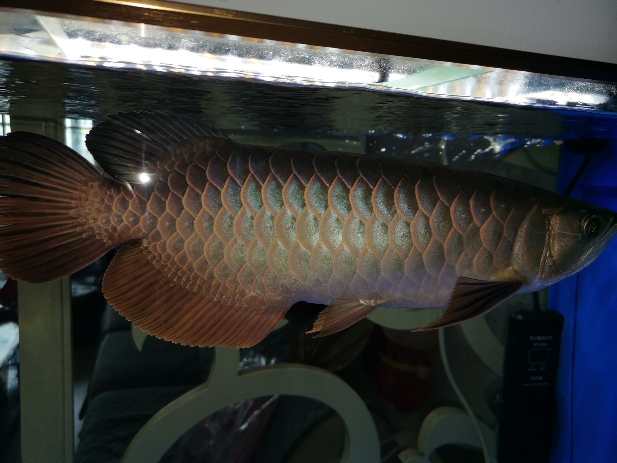 銀川觀賞魚(yú)市場(chǎng)到家十一個(gè)月（銀川觀賞魚(yú)市場(chǎng)發(fā)展）