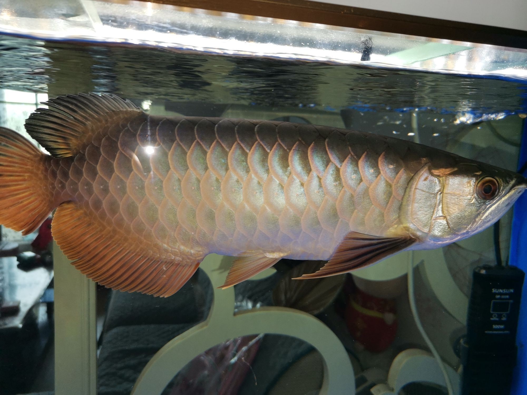 銀川觀賞魚(yú)市場(chǎng)到家十一個(gè)月（銀川觀賞魚(yú)市場(chǎng)發(fā)展）